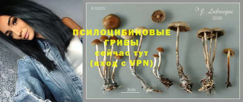 Псилоцибиновые грибы MAGIC MUSHROOMS Буйнакск